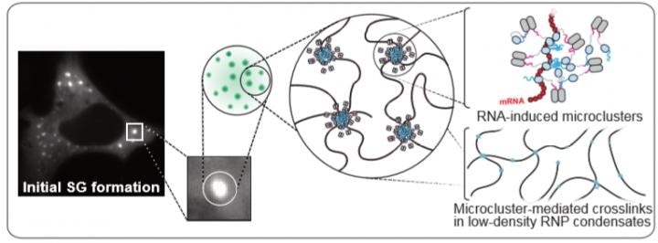 Study reveals underlying mechanisms that make cells react to stressful conditions