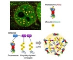 Hyperosmotic stress induces phase separation of the proteasomes