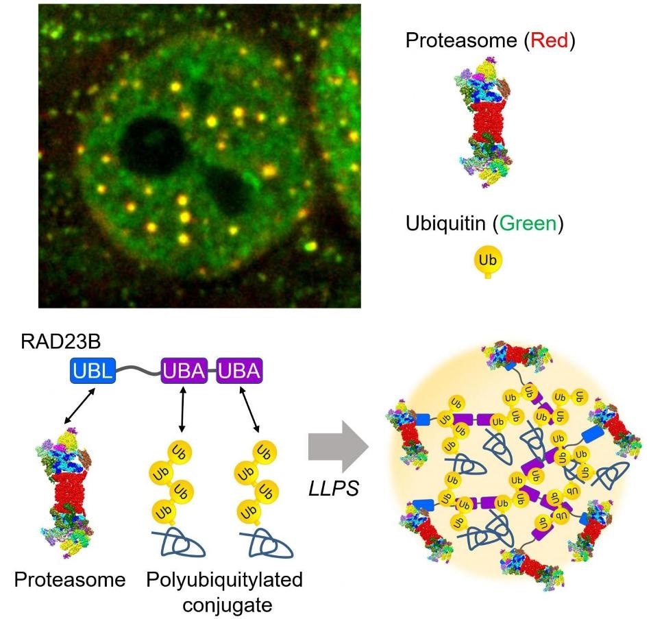 Hyperosmotic stress induces phase separation of the proteasomes