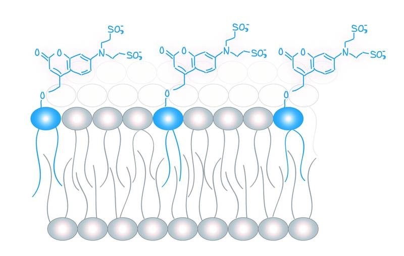 Innovative chemical tools can regulate lipid concentration in living cells