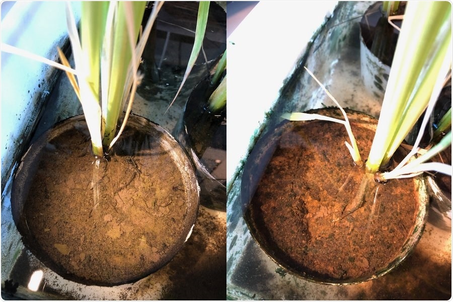 A new solution to reduce greenhouse gas emissions in rice fields
