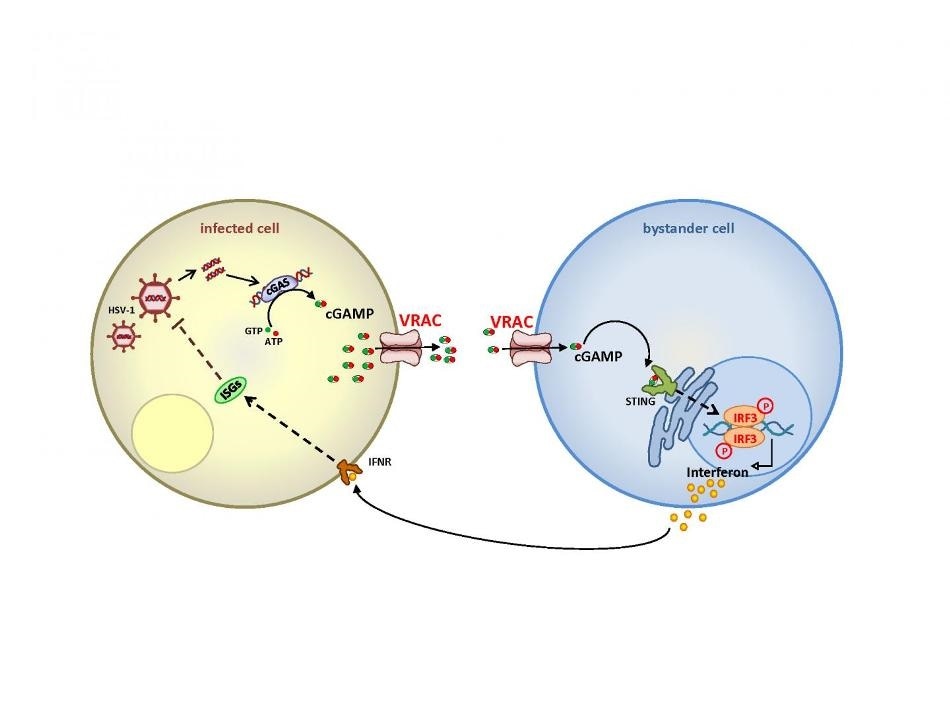 Study shows the role of VRAC ion channel in fight against virus infections