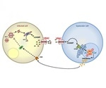 Role of VRAC ion channel in fight against virus infections