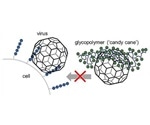 Glycomimetics can prevent viruses from infecting cells
