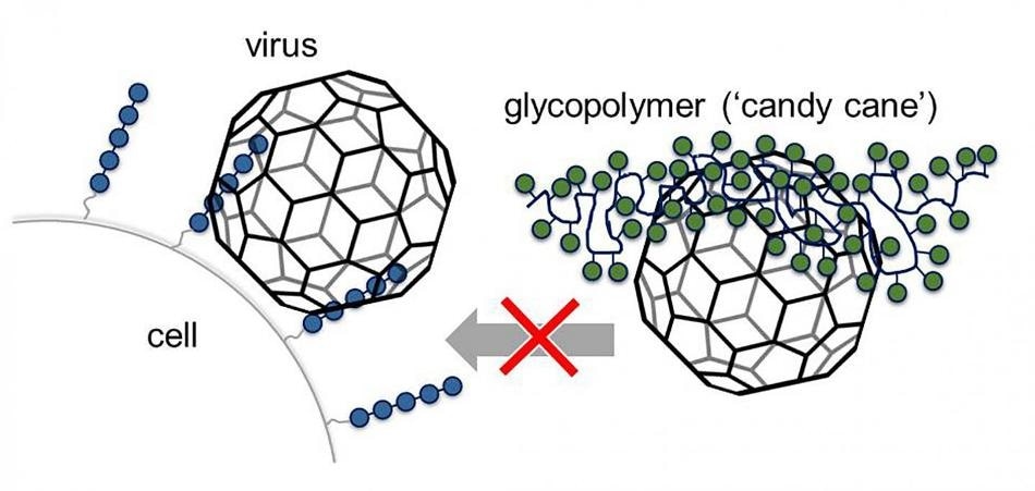 Glycomimetics can prevent viruses from infecting cells
