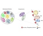 Rare structural genetic variants could play a role in schizophrenia