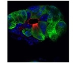 Study reveals the formation of tuft cells and their role in immunity