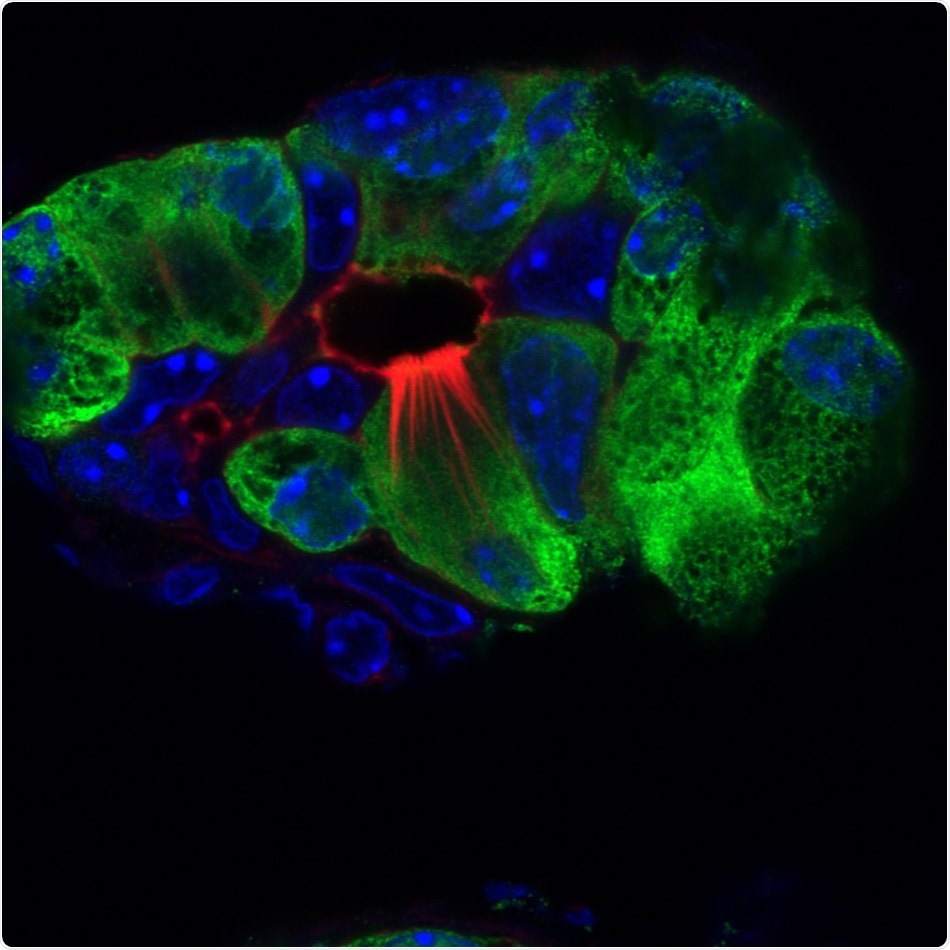 Study reveals the formation of tuft cells and their role in immunity