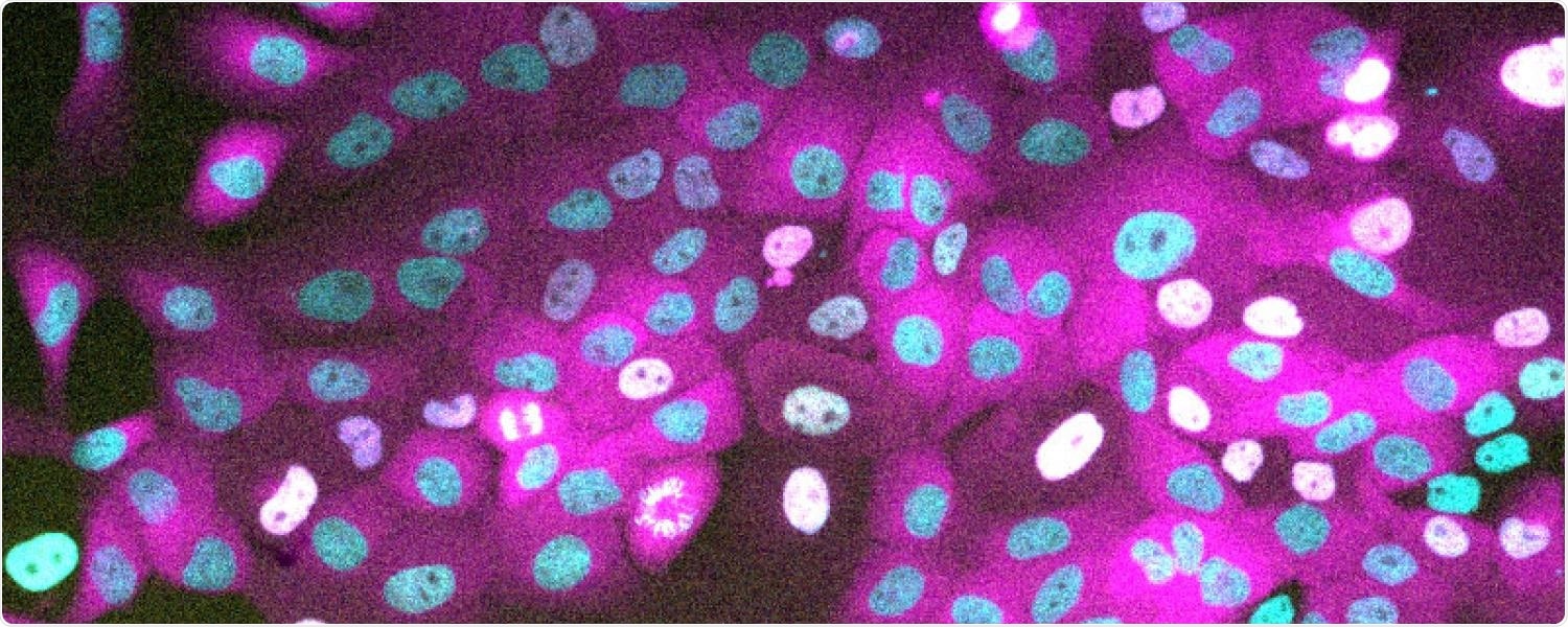 Study sheds light on the mechanism of cell division