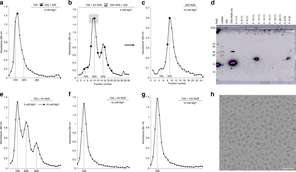 Researchers decode the mechanism of antibiotic resistance in Staphylococcus