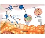 Metals can affect the formation of harmful misfolded peptide clusters in various diseases