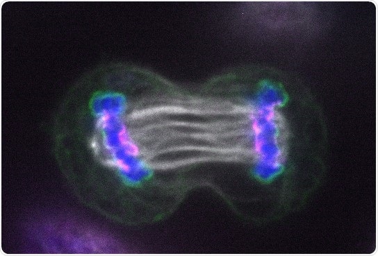 Impaired cell division is linked to cancer