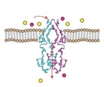 Study reveals the mechanism used by tuberculosis bacteria for their growth