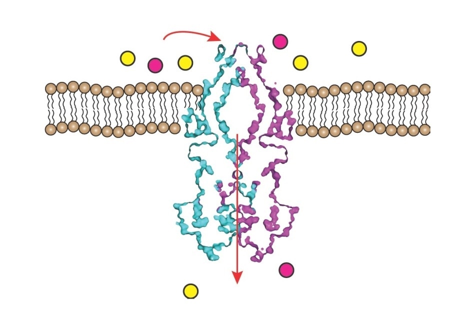 Study reveals the mechanism used by tuberculosis bacteria for their growth