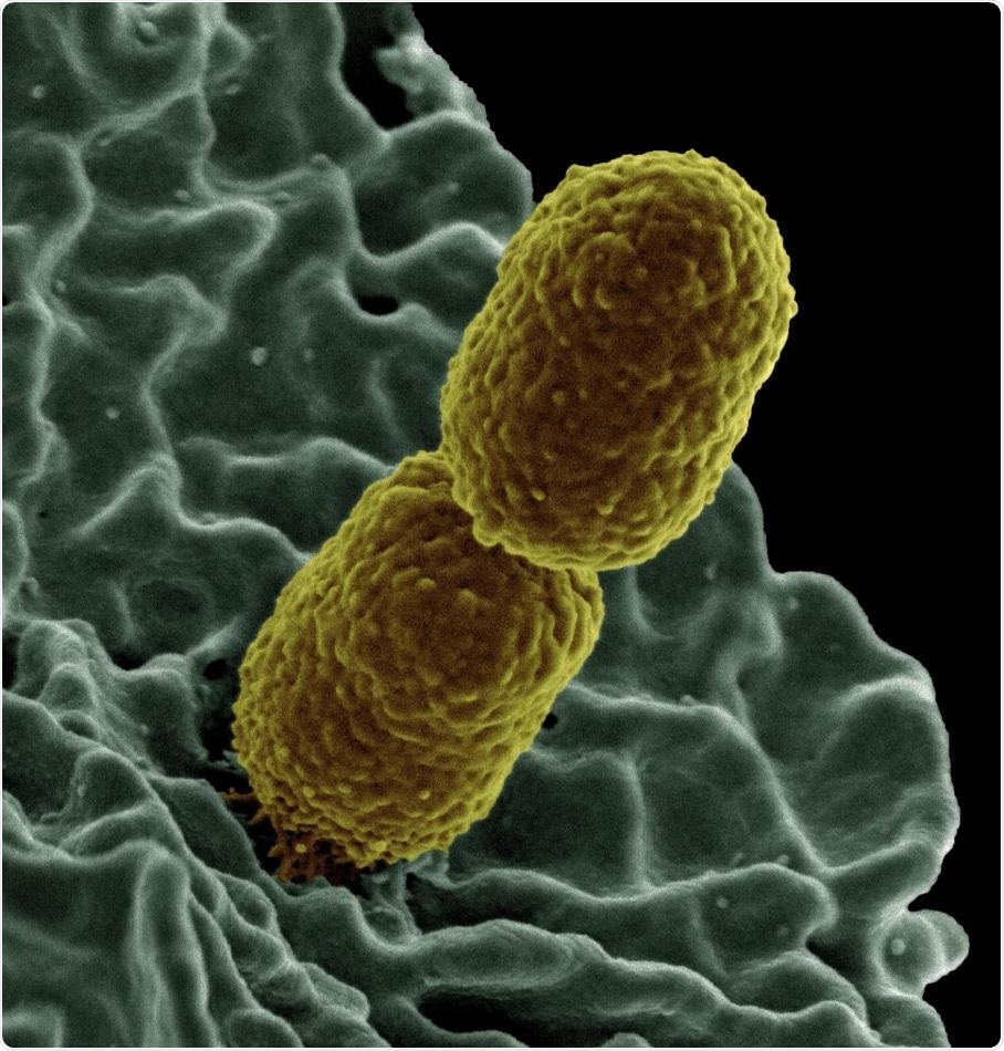 Researchers study the evolution of multidrug-resistant bacteria