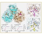 Developing novel compounds that inhibit SARS-CoV-2 main protease