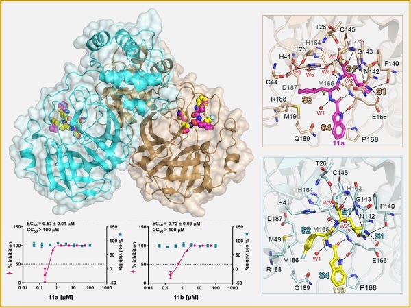 Study develops novel compounds that inhibit SARS-CoV-2 main protease