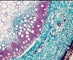 Genetic self-activation maintains plant stem cells