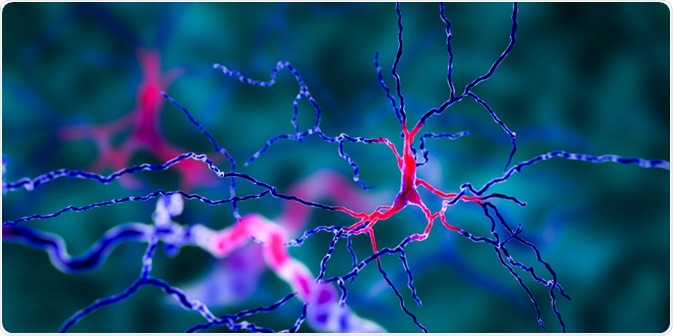 Dopaminergic Neuron Dopaminergic Neuron