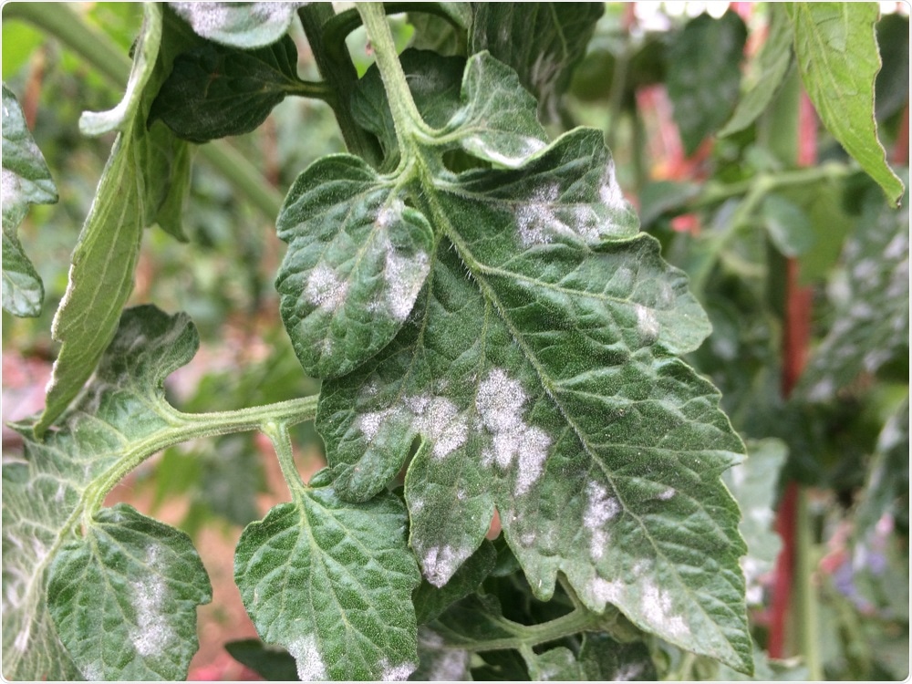 Plant Disease Plant Disease