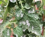 Plant Disease Primarily Spreads Via Roadsides