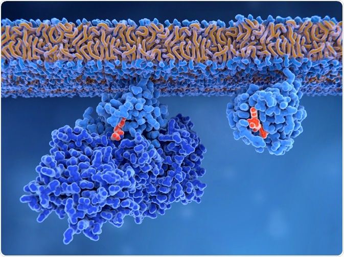 Activating Ras Protein