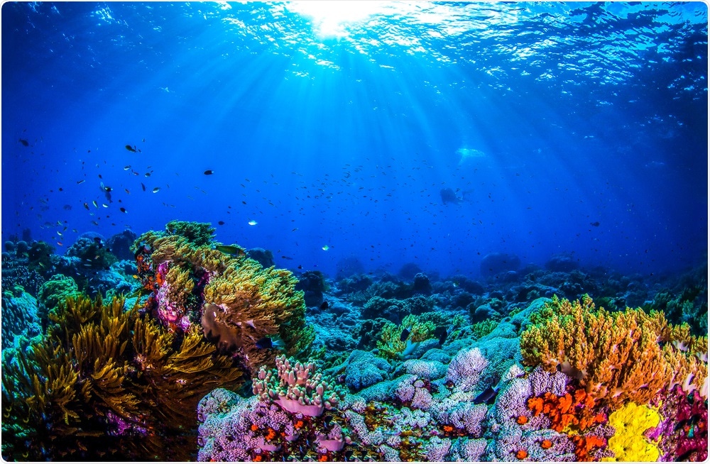 Coral Coral