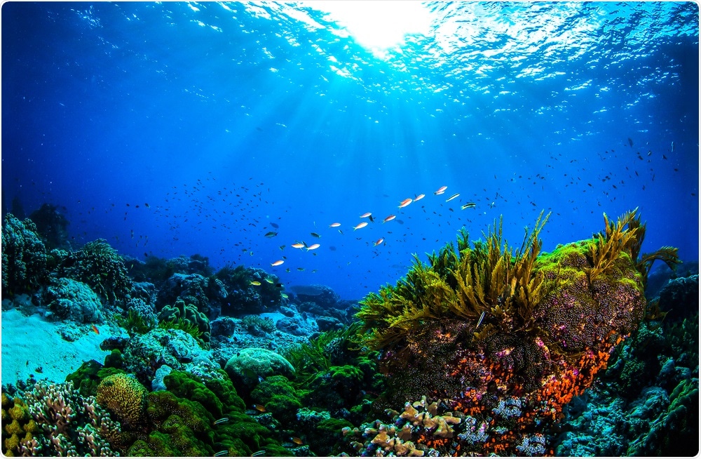 Coral Reef Coral Reef