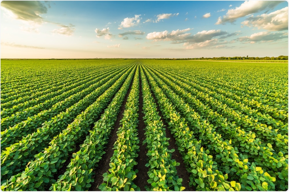 Soybean Field Soybean Field