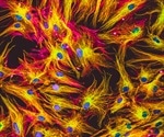 New study on proteins advances basic understanding of human life