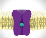 Are Antibodies our Antidepressants?