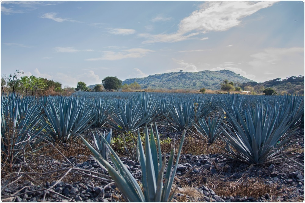 Agave Field Agave Field