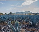 'Tequila' Powered Biofuels More Efficient Than Corn Or Sugar