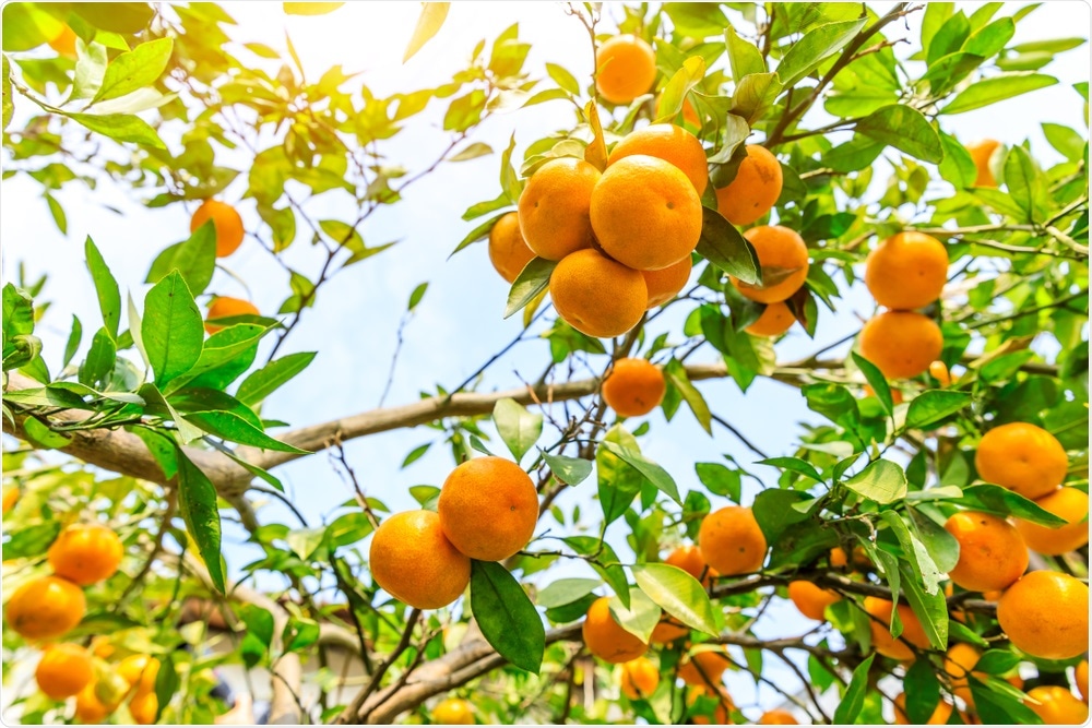 Orange Tree Orange Tree