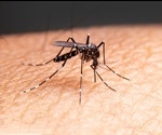Deadliest Malaria Strain Protects Itself From The Immune System