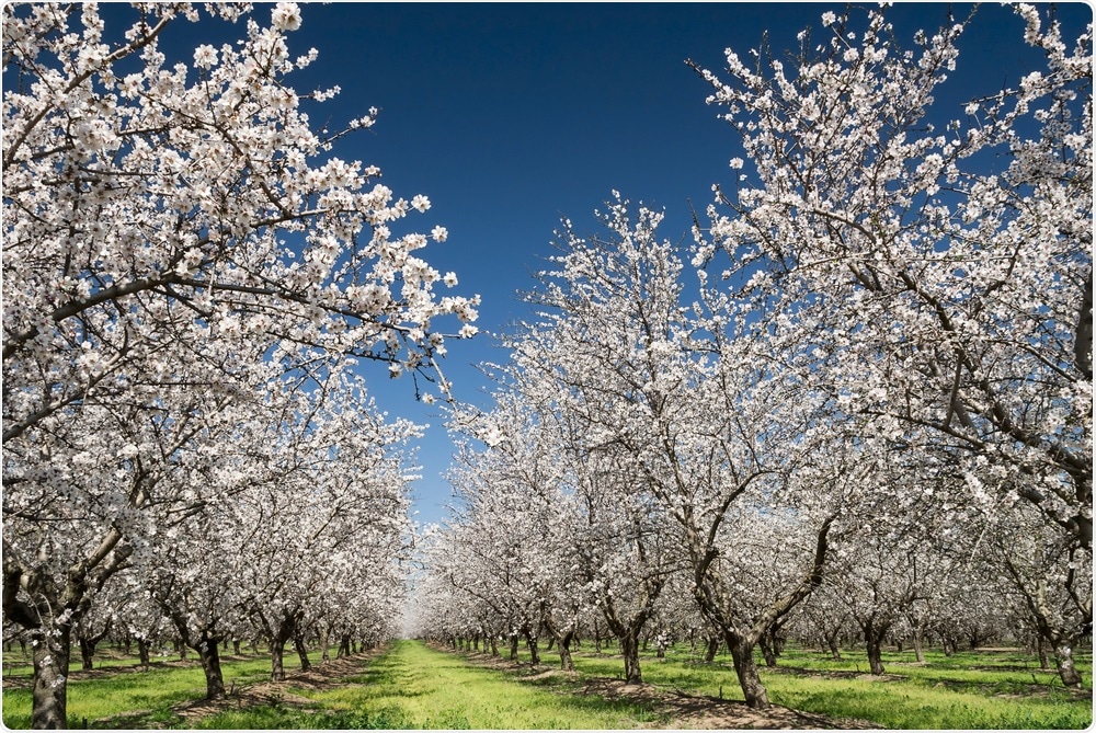 Almond Orchard Almond Orchard