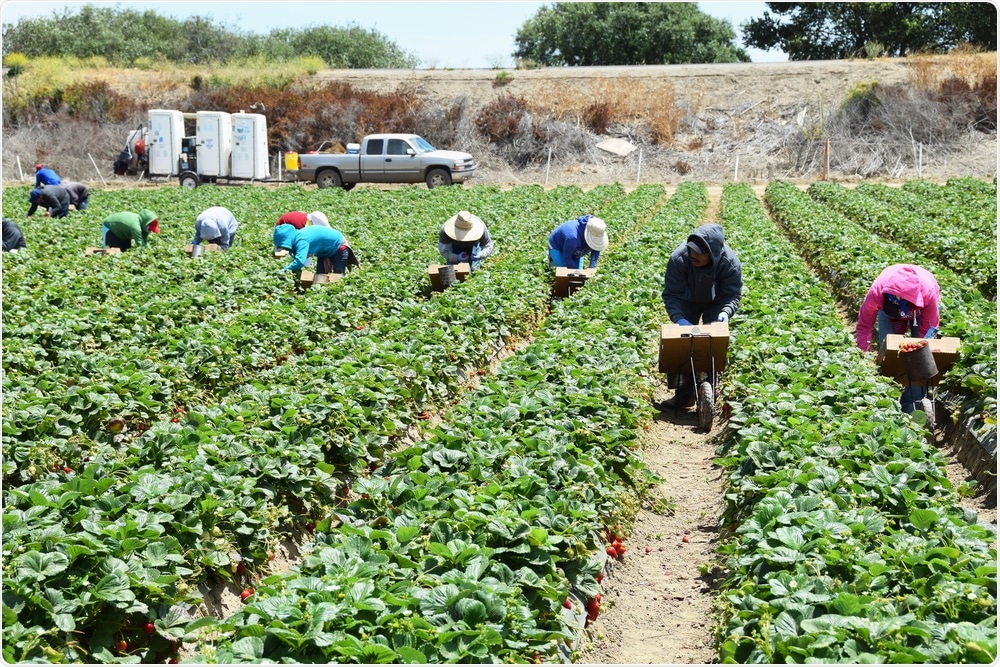 Strawberry Pickers in California Strawberry Pickers in California