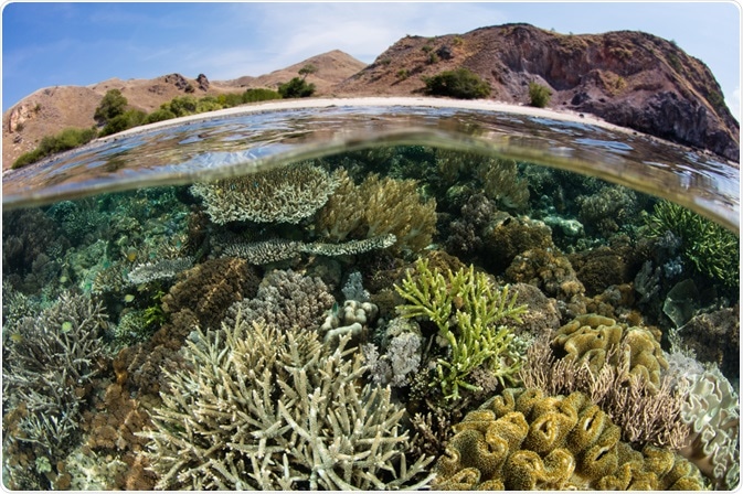 Marine Biodiversity Marine Biodiversity