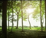 Under Extreme Heat And Drought, Trees Hardly Benefit From An Increased CO2 Level