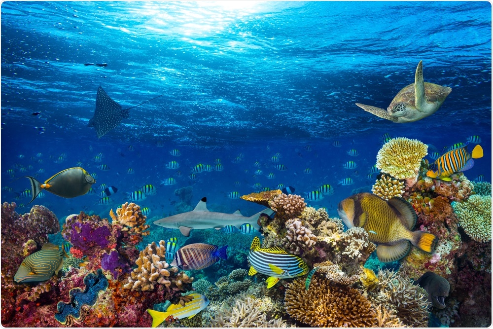 Ocean Life Ocean Life