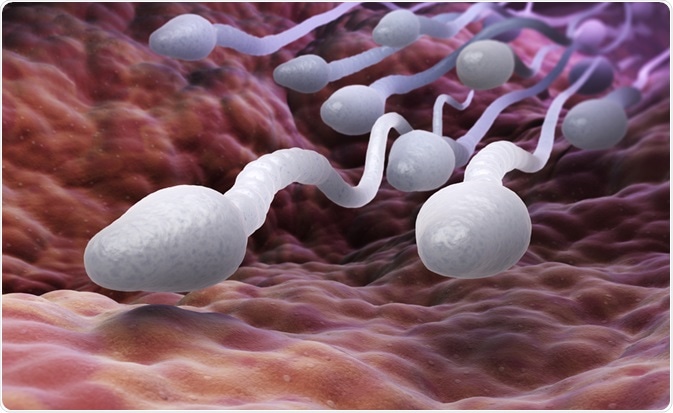 Sperm Cells Sperm Cells