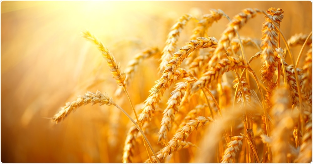Wheat Wheat