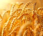 Reference genes could lead to genetic improvement in wheat