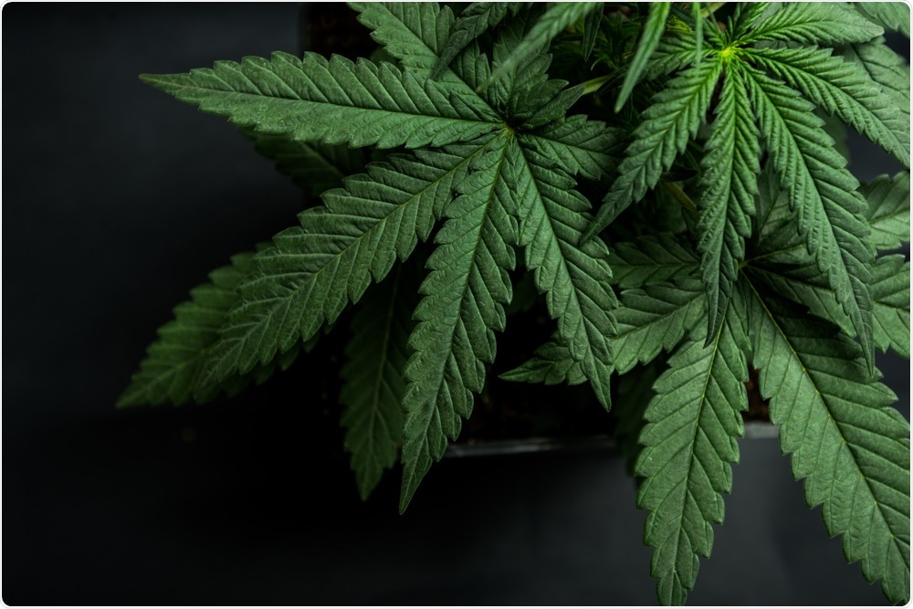 Cannabis Cannabis