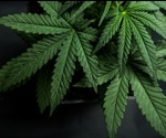 Detecting cannabis at the roadside