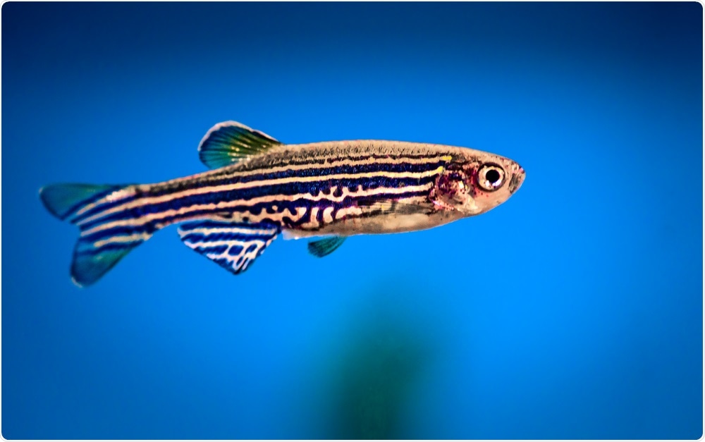 Zebrafish Zebrafish