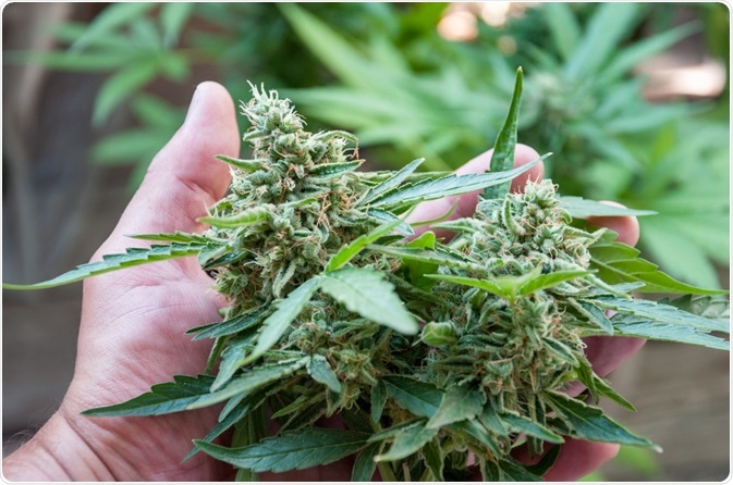 Cannabis Plant Cannabis Plant