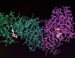 Novel isomer separation technique has major implications in biological processes