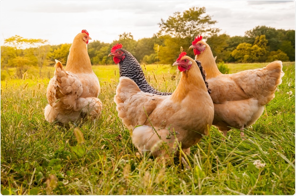 Chickens Chickens