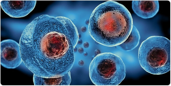 Embryonic Stem Cells Embryonic Stem Cells